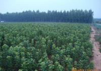 櫻桃樹苗紅燈、美早、早黃金[供應]_綠化苗木_世界工廠網中國產品信息庫