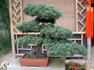 【綠化設計圖中的喬木與灌木之分】價格、產(chǎn)品供應,綠化設計圖中的喬木與灌木之分廠家批發(fā)-1024商務網(wǎng)