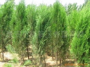 春蕾苗圃供應綠化苗木側(cè)柏 大量供應 春蕾苗圃供應綠化苗木側(cè)柏供應商 大量供應 春蕾苗圃供應綠化苗木側(cè)柏供應商 泰安市高新區(qū)春蕾苗圃盡在農(nóng)苗網(wǎng) 春蕾苗圃供應綠化苗木側(cè)柏供應商 春蕾苗圃供應綠化苗木側(cè)柏供應商 泰安市高新區(qū)春蕾苗圃盡在農(nóng)苗網(wǎng)