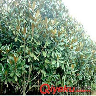 供應花卉綠化工程苗 廣玉蘭小苗批發 2-3-5-8-10公分-沭陽縣萬花軒苗圃提供供應花卉綠化工程苗 廣玉蘭小苗批發 2-3-5-8-10公分的相關介紹、產品、服務、圖片、價格沭陽縣萬花軒苗圃、綠化苗木;果樹;盆景;種子;承接綠化工程