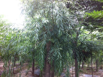 山東萬(wàn)畝苗木大量出售西湖垂柳-山東萬(wàn)畝苗木培育基地提供山東萬(wàn)畝苗木大量出售西湖垂柳的相關(guān)介紹、產(chǎn)品、服務(wù)、圖片、價(jià)格13-14公分紅葉碧桃樹(shù)苗、5公分龍柱碧桃價(jià)格、3公分菊花碧桃小苗、8公分法桐基地、速生白蠟樹(shù)苗、山東國(guó)槐樹(shù)基地、