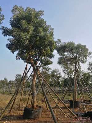 【全冠香樟袋苗供應(yīng)、種植基地直銷、價(jià)格實(shí)惠】綠化苗木,價(jià)格,廠家,供應(yīng)商,花木,龍海市東泗興輝園藝場(chǎng) - 產(chǎn)品庫(kù)