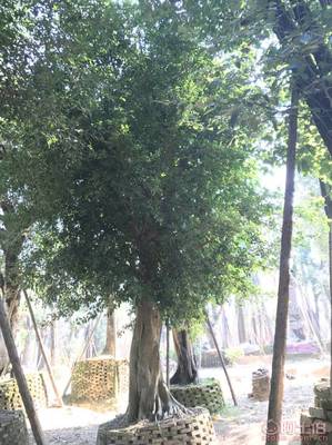【小葉榕苗木直轄、品質保證、最新報價】綠化苗木,價格,廠家,供應商,花木,龍海市東泗興輝園藝場 - 產品庫