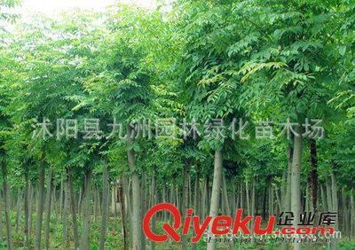 批發華山松,羅漢松,雪松,規格全,貨源足。-沭陽縣九洲園林綠化苗木場提供批發華山松,羅漢松,雪松,規格全,貨源足。的相關介紹、產品、服務、圖片、價格沭陽縣九洲園林綠化苗木場、花卉苗木;苗木種子;景觀木屋