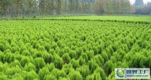 苗木-花木、柏球、花柏球、蜀檜球、大葉黃楊_農副產品_世界工廠網中國產品信息庫
