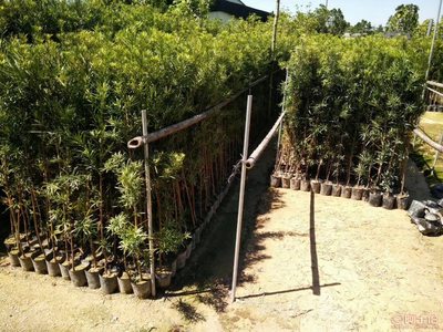 【羅漢松培養基地、羅漢松小苗直銷、質優價廉】綠化苗木,價格,廠家,供應商,花木,龍海市東泗興輝園藝場 - 產品庫