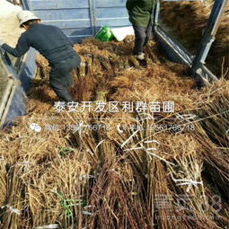 【新梨7號梨苗批發基地、新梨7號梨苗多少錢一棵】-