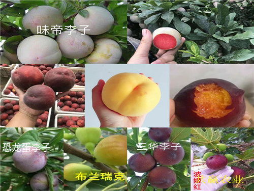 山東濟(jì)寧哪里有6 6油蟠桃苗種植基地報(bào)價(jià)
