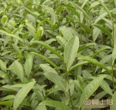 【貴州福選九號茶苗批發(fā)%福選9號茶苗哪家好】福選九號茶苗,價格,廠家,供應(yīng)商,其他農(nóng)業(yè),雅安市名山區(qū)惠農(nóng)苗木種植農(nóng)民專業(yè)合作社 - 產(chǎn)品庫