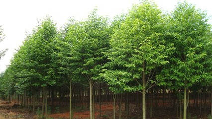 奉新綠霖苗木專業(yè)合作社 專業(yè)花卉種植，綻放鄉(xiāng)村經(jīng)濟(jì)新活力