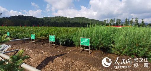黑龍江省林草局召開現場推進會 以花卉種植為支點，撬動產業興、職工富、生態美的新型林場建設