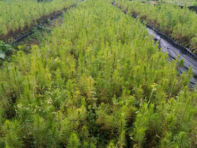 忻城苗木栽培正當時，林業產業鋪就脫貧致富路