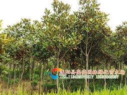 走進(jìn)亮亮園林 廣玉蘭與花卉種植的詩意四季