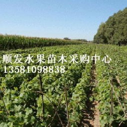 創(chuàng)新驅(qū)動(dòng)綠色未來 水果苗木在林業(yè)種殖中的發(fā)展路徑與前景