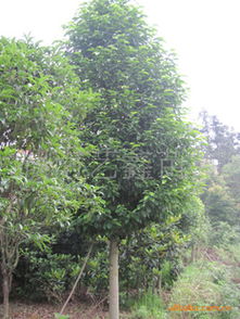 湖南長(zhǎng)年低價(jià)供應(yīng)樂昌含笑苗木 優(yōu)質(zhì)資源與實(shí)惠組合