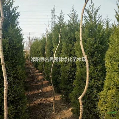走進(jìn)沭陽縣廣漢園林苗木場(chǎng) 打造綠色生態(tài)的專業(yè)苗木基地
