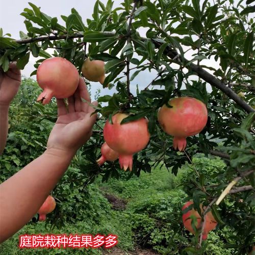 諾億閣農(nóng)業(yè) 匠心花卉種植，綻放美麗經(jīng)濟(jì)